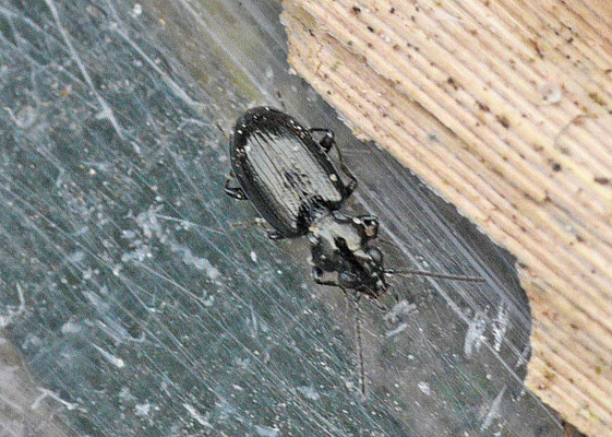 Bembidion minutum - Kwelderpriemkever