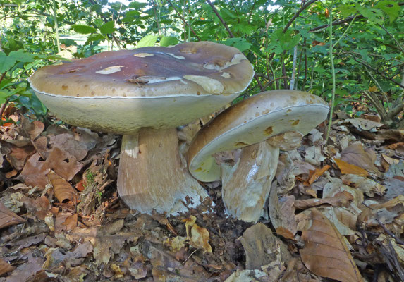 Boletus reticulatus - Vroeg eekhoorntjesbrood