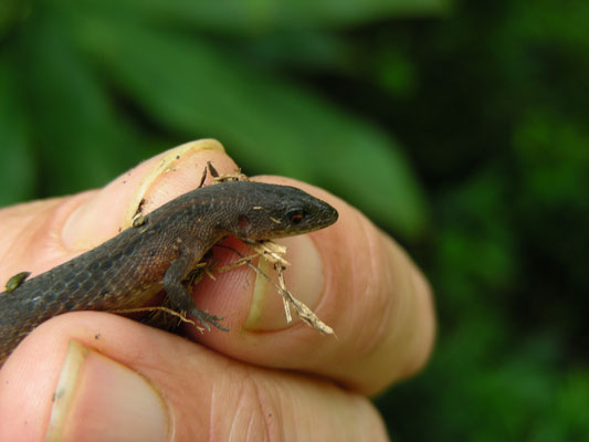 Alepoglossus angulatus - Northern Teiid