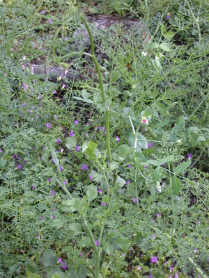 Scaligeria cretica