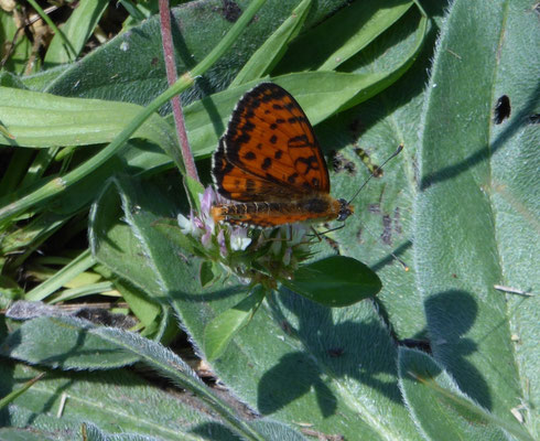 Melitaea didyma - tweekleurige parelmoervlinder