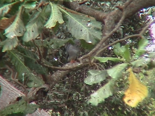Lizard Buzzard