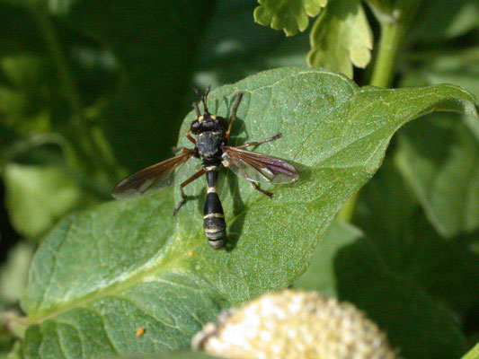 Physocephala rufipes - Gewoon knuppeltje