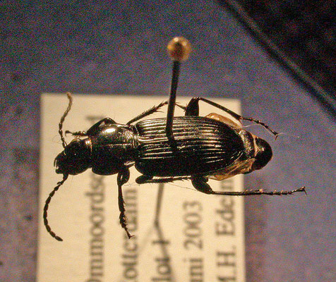 Pterostichus nigrita