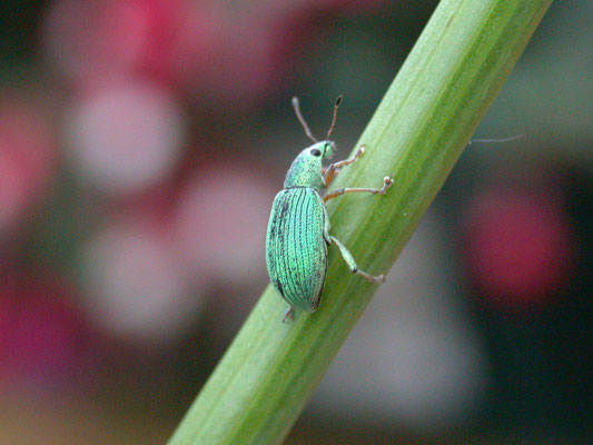 Polydrusus formosus - Groene struiksnuitkever