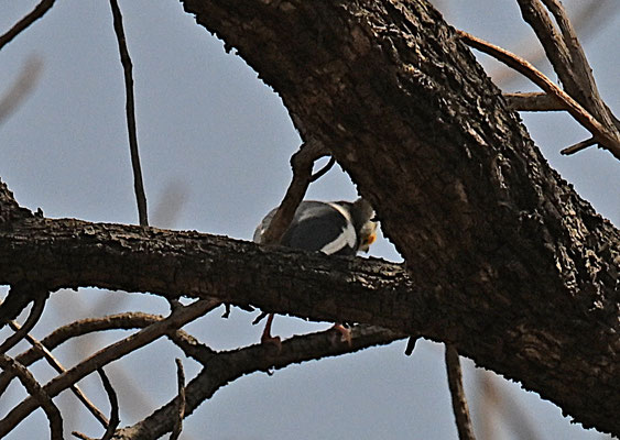 Prionops plumatus - White Helmetshrike