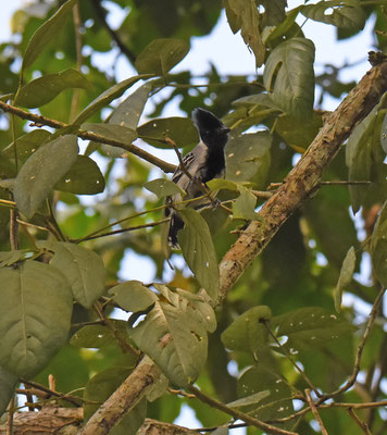 Black-crested Antshrike