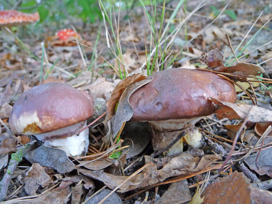 Suillus luteus - Bruine ringboleet