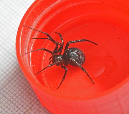 Grote steatoda