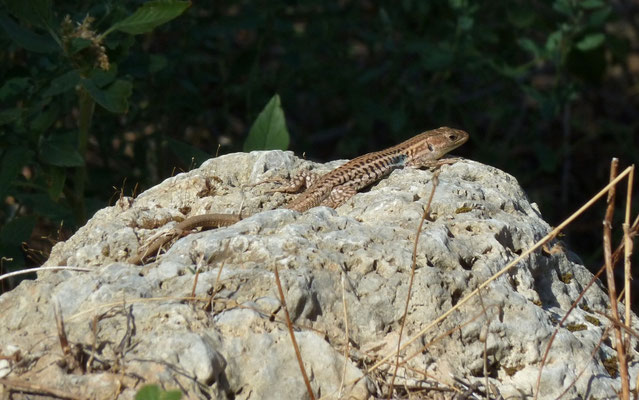 Podarcis peloponnesiacus