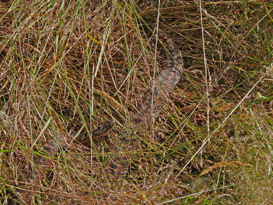 Adder