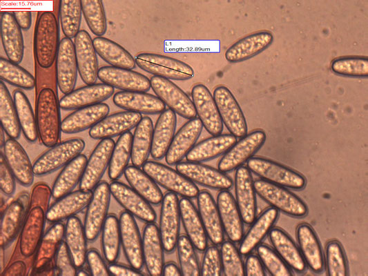 Sarcoscypha coccinea - Rode kelkzwam