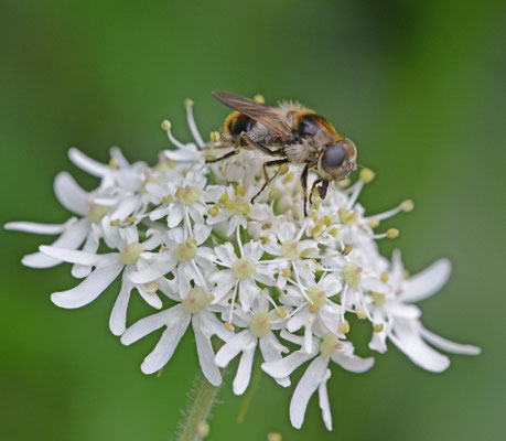 Wollig gitje