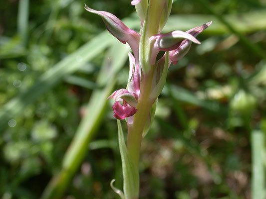 Orchis sancta
