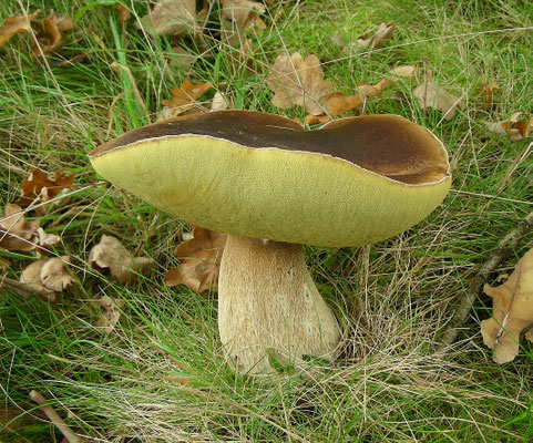 Boletus edulis - Gewoon eekhoorntjesbrood