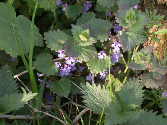 Glechoma hederacea - Hondsdraf