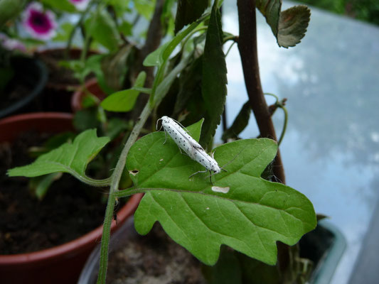 Yponomeuta species