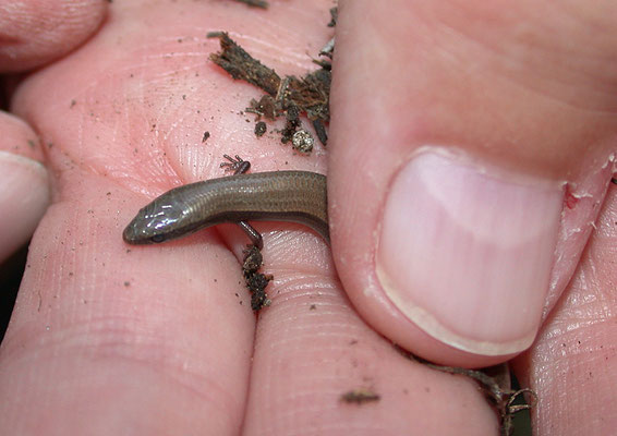 Johannisskink- Ablepharus kitaibelii