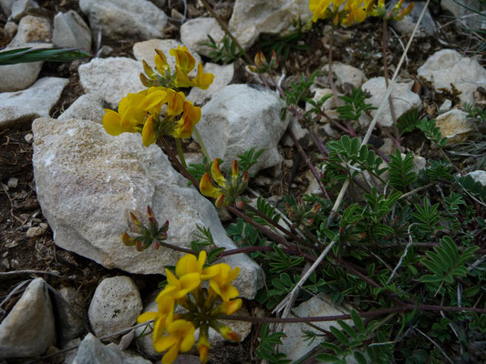 Coronilla vaginalis - Schedekroonkruid