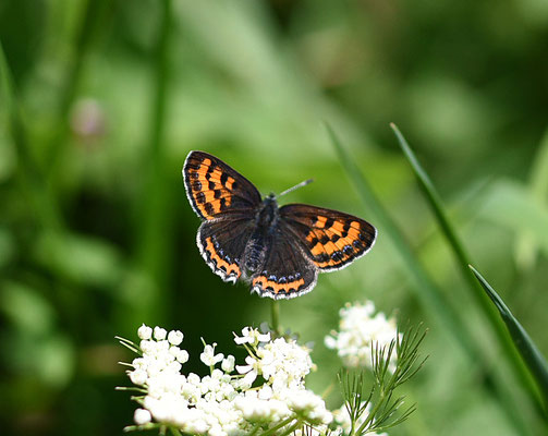 Blauwe vuurvlinder