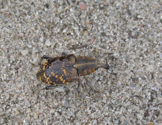 Hylobius abietis - Grote dennensnuitkever