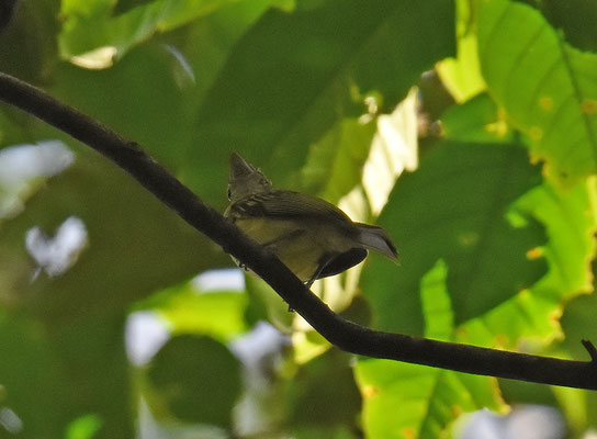 Yellow-margined Flycatcher