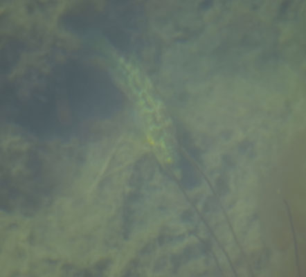 Zoutwatervis