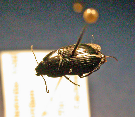Amara familiaris