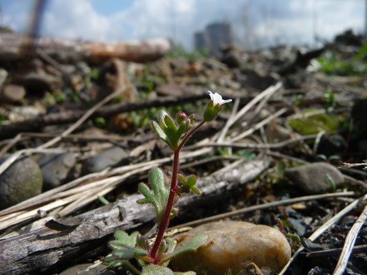 Saxifraga tridactylites - Kandelaartje