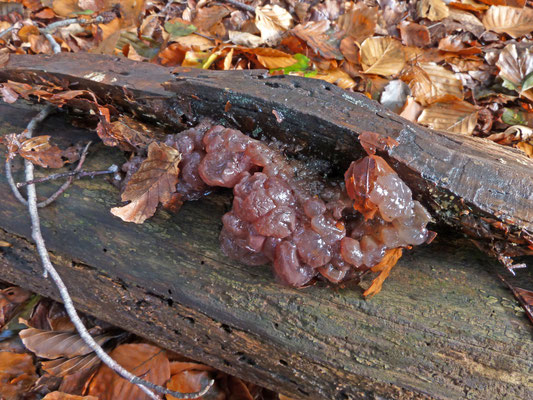 Ascotremella faginea - Zakjestrilzwam