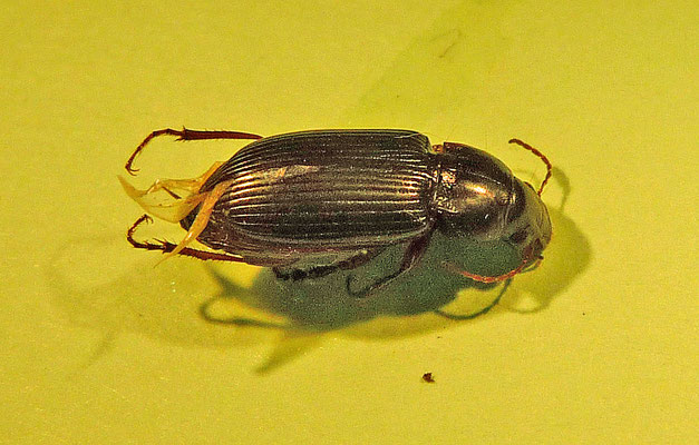 Amara convexiuscula