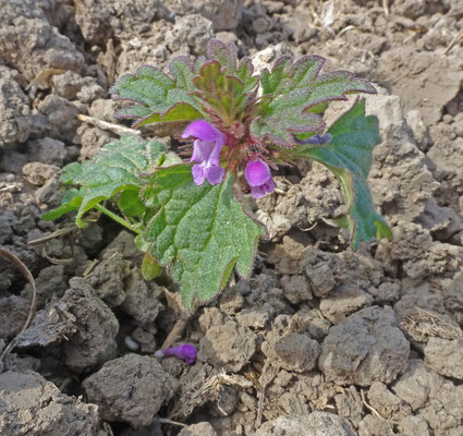 Lamium hybridum - Ingesneden dovenetel