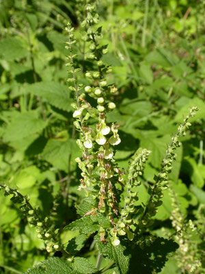 Teucrium scorodonia - Valse salie