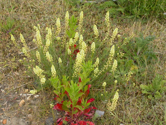 Reseda lutea - Wilde reseda
