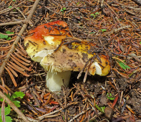 Russula aurea - Goudgele russula
