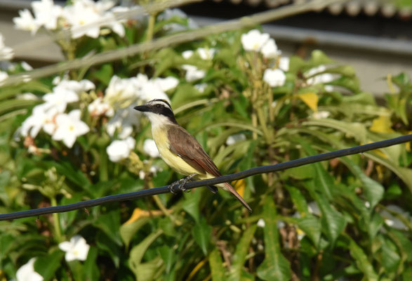 Great Kiskadee