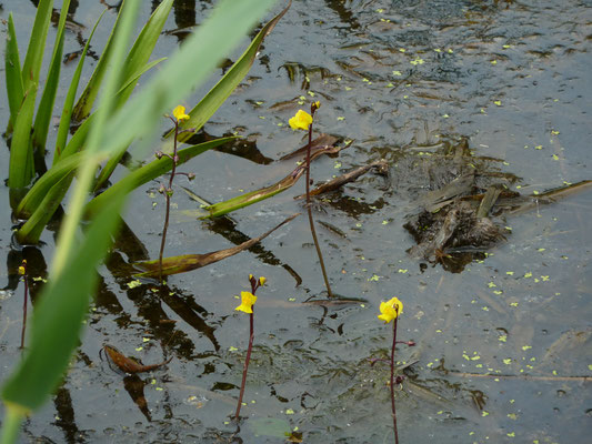 Utricularia vulgaris - Groot blaasjeskruid