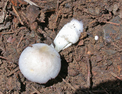 Volvariella pusilla - Kleine beurszwam mogelijk