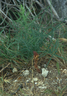 Orobanche elatior - Centauriebremraap