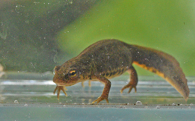 Iberische watersalamander