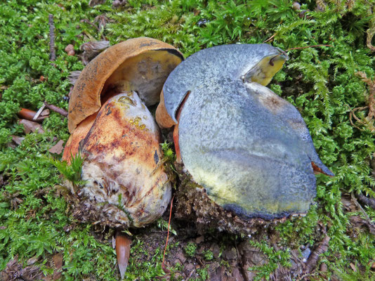 Cyanoboletus pulverulentus - Inktboleet