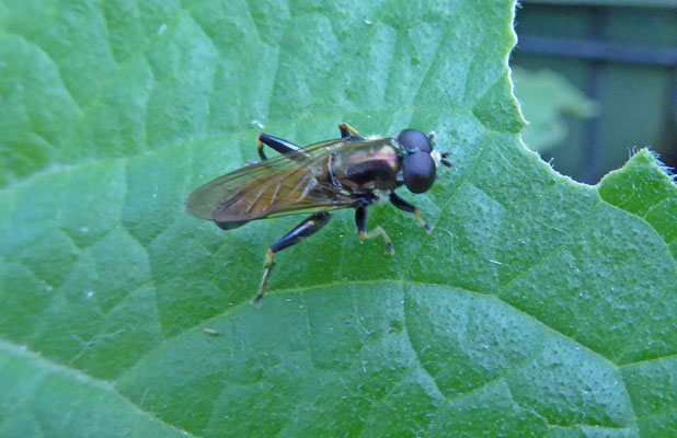Xylota segnis - Gewone rode bladloper