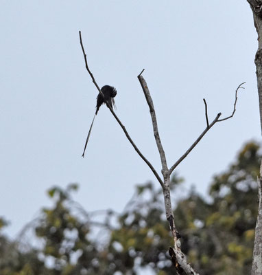 Long-tailed Tyrant