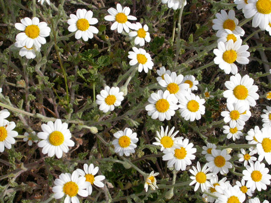 Anthemis maritimus