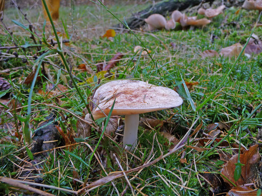 Collybia maculata - Roestvlekkencollybia