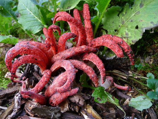 Clathrus archeri - Inktviszwam