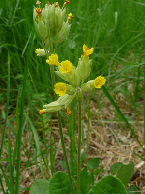 Primula veris - Echte of gulden sleutelbloem