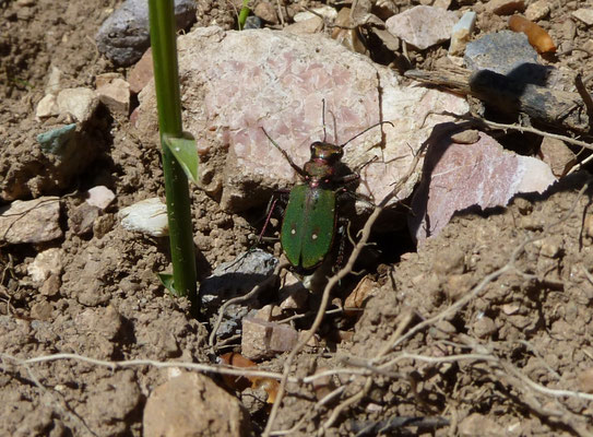 Cicindela campestris campestris