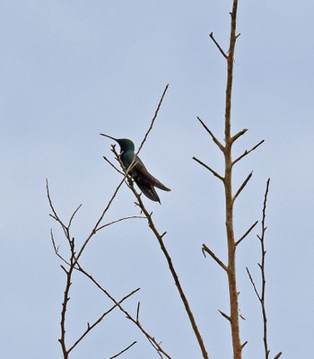 Black-throated Mango