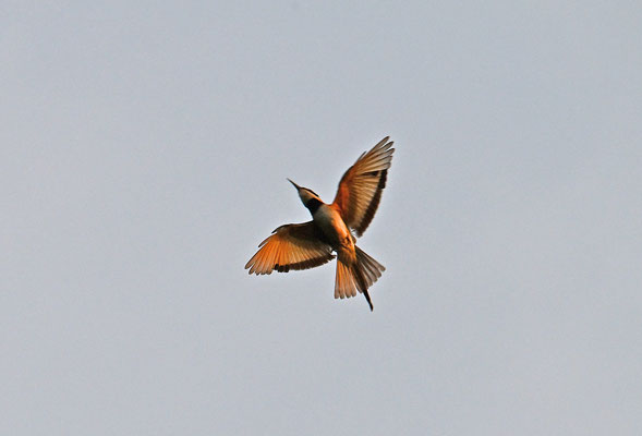 Merops albicollis - White-throated Bee-eater